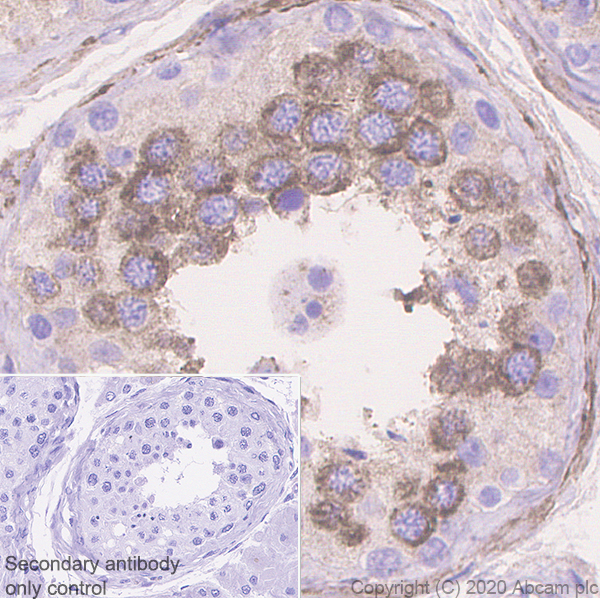Immunohistochemistry (Formalin/PFA-fixed paraffin-embedded sections) - Anti-Dhh antibody [EPR23386-212] (AB270453), expandable thumbnail