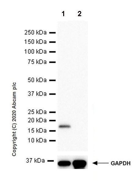 Western blot - Anti-Dhh antibody [EPR23386-212] (AB270453), expandable thumbnail