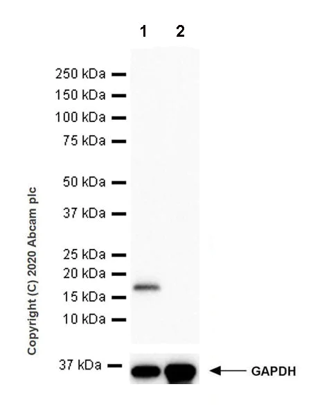 Western blot - Anti-Dhh antibody [EPR23386-212] (AB270453)