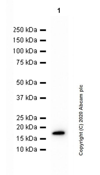 Western blot - Anti-Dhh antibody [EPR23386-212] (AB270453), expandable thumbnail