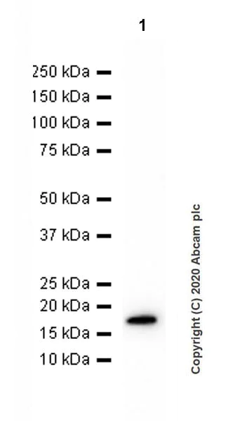 Western blot - Anti-Dhh antibody [EPR23386-212] (AB270453)