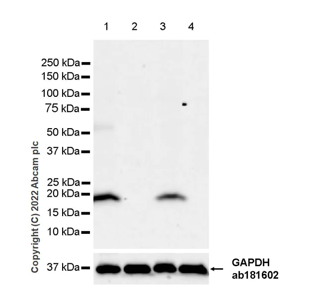 Western blot - Anti-Dhh antibody [EPR23386-212] - BSA and Azide free (AB272393)
