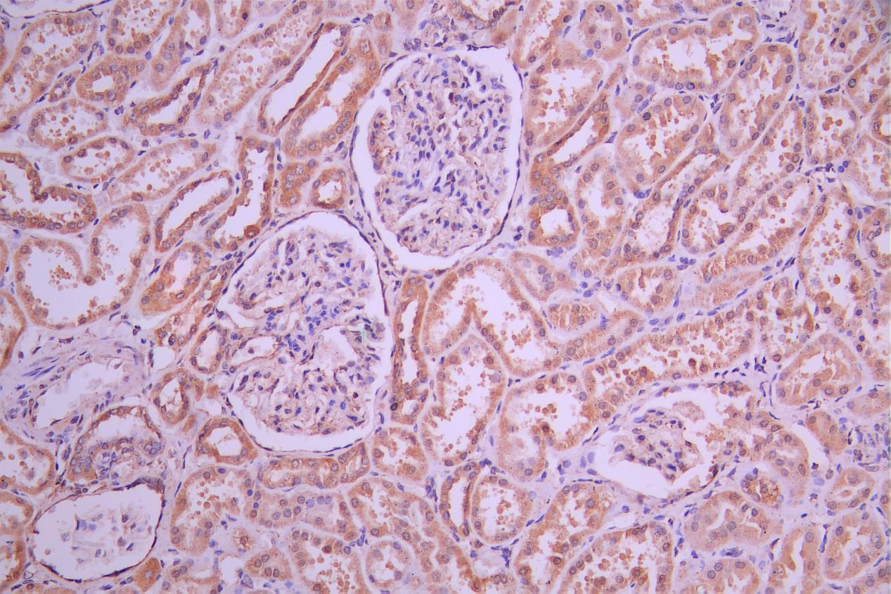 Immunohistochemistry (Formalin/PFA-fixed paraffin-embedded sections) - Anti-DHHC-12 antibody (AB237688)