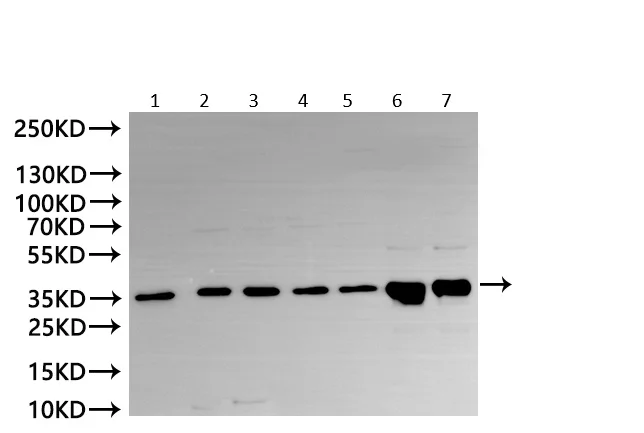 Western blot - Anti-DHHC-12 antibody (AB237688)