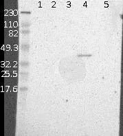 Western blot - Anti-DHHC-15 antibody (AB121203)