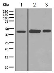 Western blot - Anti-DHHC-18 antibody [EPR9871] - BSA and Azide free (AB249100)