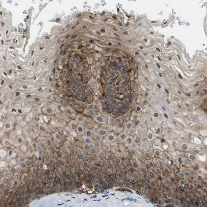 Immunohistochemistry (Formalin/PFA-fixed paraffin-embedded sections) - Anti-DHHC-5 antibody (AB224093), expandable thumbnail