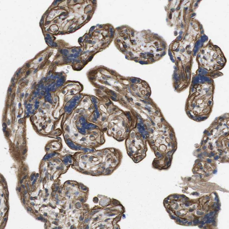 Immunohistochemistry (Formalin/PFA-fixed paraffin-embedded sections) - Anti-DHHC-5 antibody (AB224093), expandable thumbnail