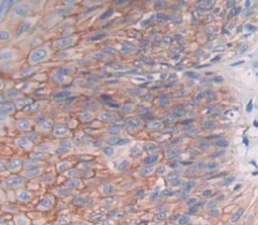 Immunohistochemistry (Formalin/PFA-fixed paraffin-embedded sections) - Anti-DHODH antibody (AB232767)