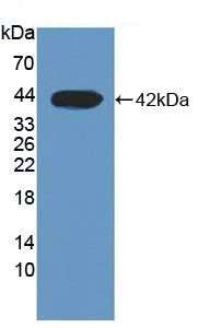 Western blot - Anti-DHODH antibody (AB232767)