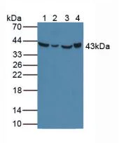 Western blot - Anti-DHODH antibody (AB232767)