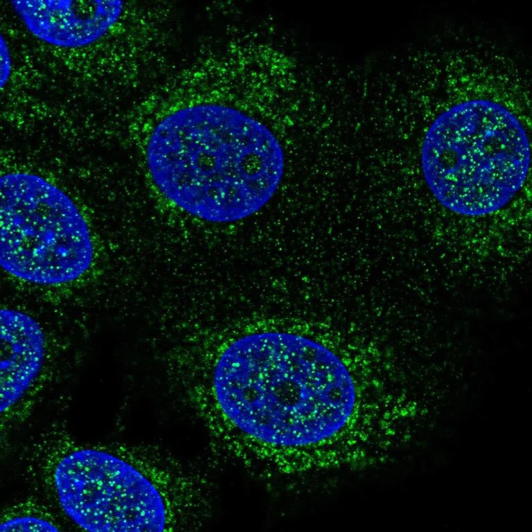 Immunocytochemistry/ Immunofluorescence - Anti-DHODH antibody (AB246893)