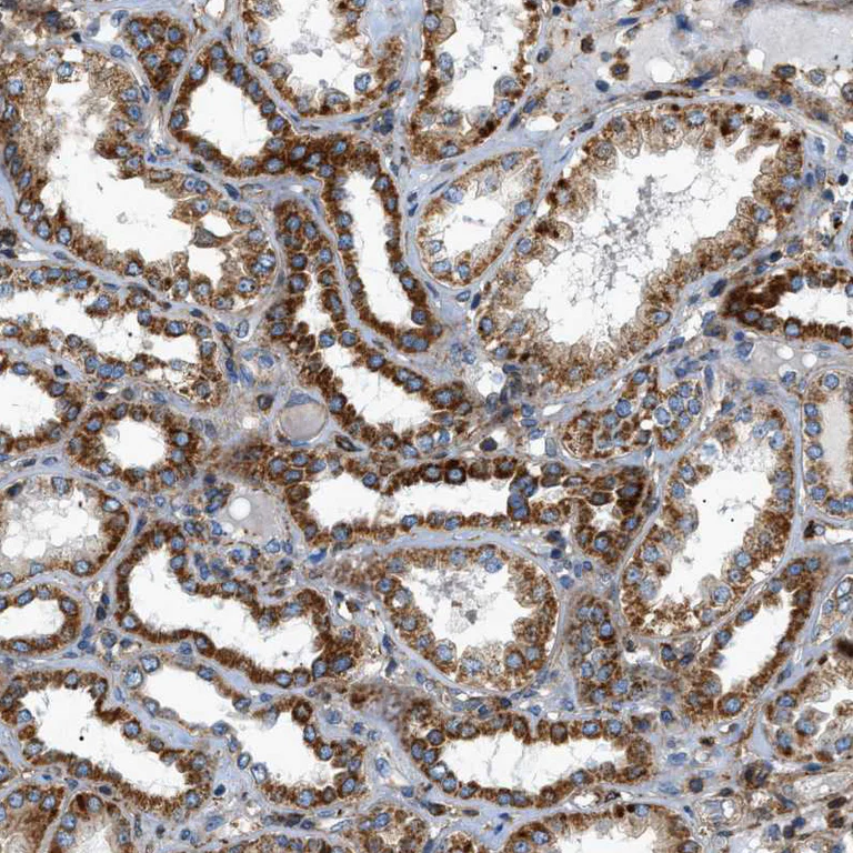 Immunohistochemistry (Formalin/PFA-fixed paraffin-embedded sections) - Anti-DHODH antibody (AB246893)
