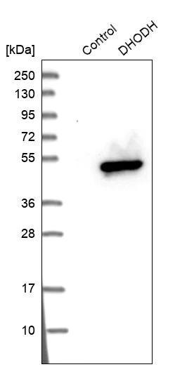Western blot - Anti-DHODH antibody (AB246893)