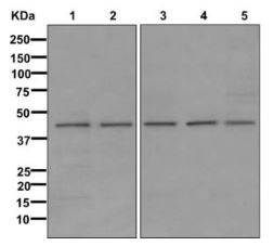 Western blot - Anti-DHODH antibody [EPR11814] (AB174288)