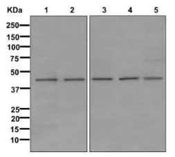 Western blot - Anti-DHODH antibody [EPR11814] - BSA and Azide free (AB238968)
