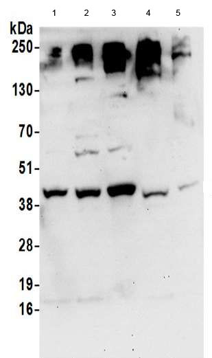 Western blot - Anti-DHPS/DHS antibody (AB190266), expandable thumbnail