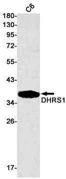 Western blot - Anti-DHRS1 Antibody [S01-9E4] (AB317384), expandable thumbnail