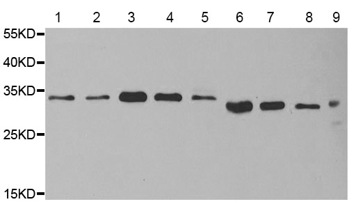 Western blot - Anti-DHRS2 antibody (AB194801)