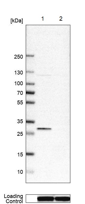Western blot - Anti-DHRS4 antibody (AB254702), expandable thumbnail