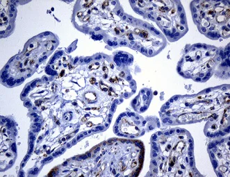 Immunohistochemistry (Formalin/PFA-fixed paraffin-embedded sections) - Anti-DHRS4L2 antibody [OTI4A10] (AB236380)
