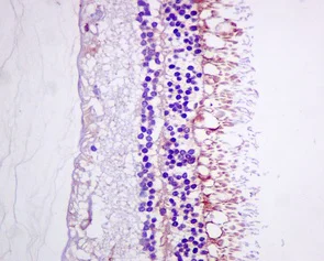 Immunohistochemistry (Formalin/PFA-fixed paraffin-embedded sections) - Anti-DHRS7 antibody [EPR9339(B)] (AB156021)