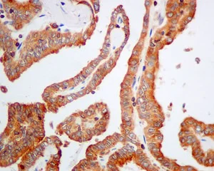Immunohistochemistry (Formalin/PFA-fixed paraffin-embedded sections) - Anti-DHRS7 antibody [EPR9339(B)] (AB156021)