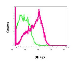 Flow Cytometry (Intracellular) - Anti-DHRSX antibody [EPR7753(2)] - BSA and Azide free (AB249641), expandable thumbnail