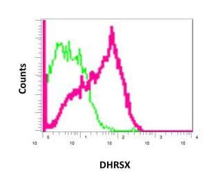 Flow Cytometry (Intracellular) - Anti-DHRSX antibody [EPR7753(2)] - BSA and Azide free (AB249641)