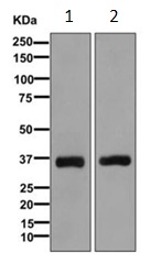 Western blot - Anti-DHRSX antibody [EPR7753(2)] - BSA and Azide free (AB249641), expandable thumbnail