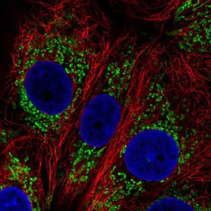 Immunocytochemistry/ Immunofluorescence - Anti-DHTKD1 antibody (AB220098)