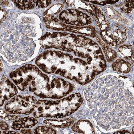 Immunohistochemistry (Formalin/PFA-fixed paraffin-embedded sections) - Anti-DHTKD1 antibody (AB220098)
