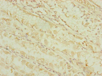 Immunohistochemistry (Formalin/PFA-fixed paraffin-embedded sections) - Anti-DHTKD1 antibody (AB230392)