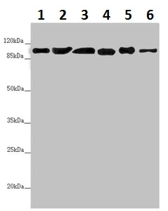 Western blot - Anti-DHTKD1 antibody (AB230392)