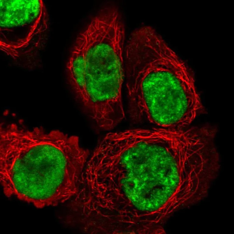 Immunocytochemistry/ Immunofluorescence - Anti-DHX15/prp43 antibody (AB254591)