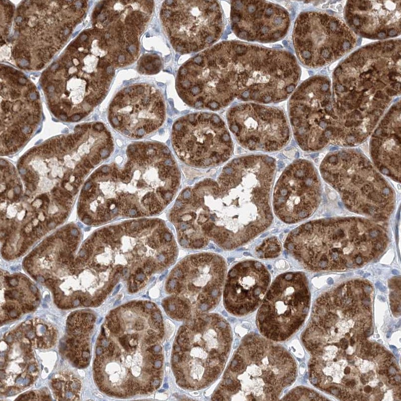 Immunohistochemistry (Formalin/PFA-fixed paraffin-embedded sections) - Anti-DHX30 antibody (AB254660)