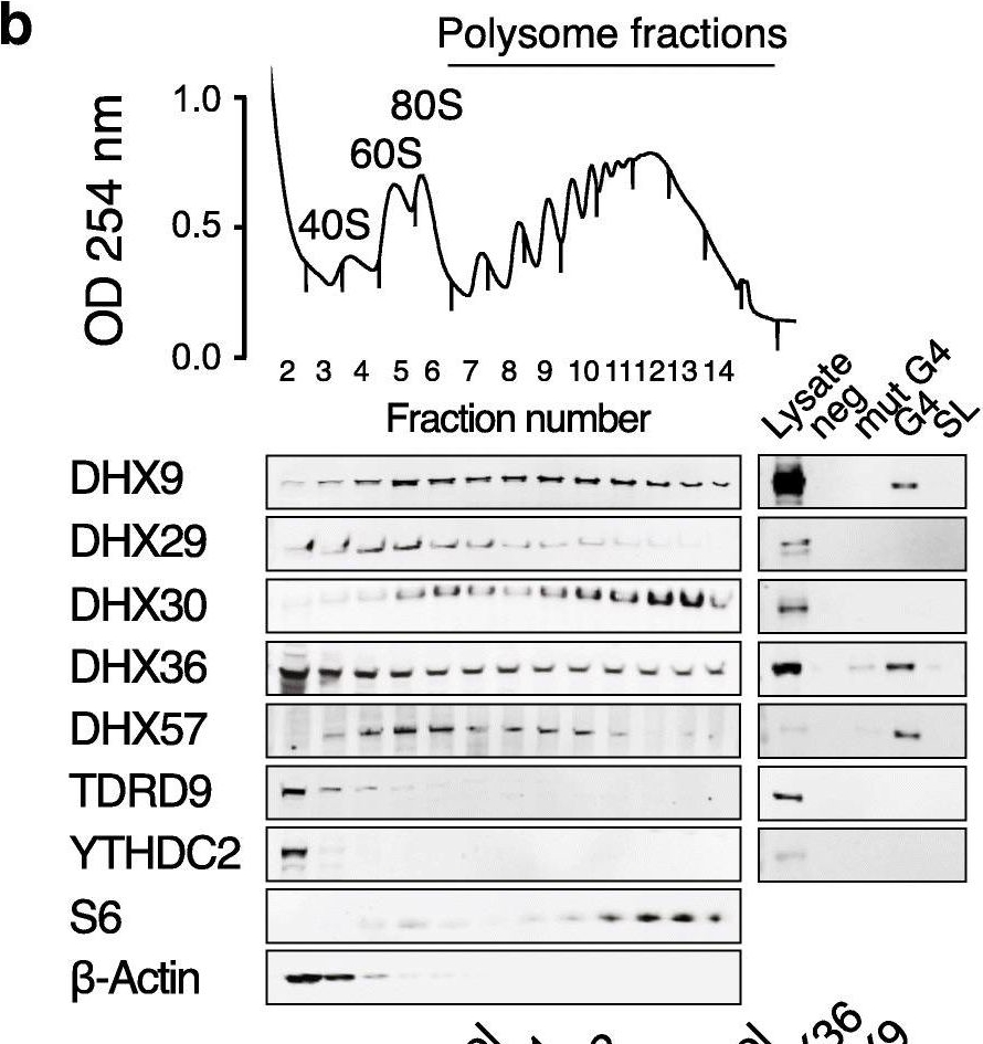 Western blot - Anti-DHX30 antibody (AB85687), expandable thumbnail