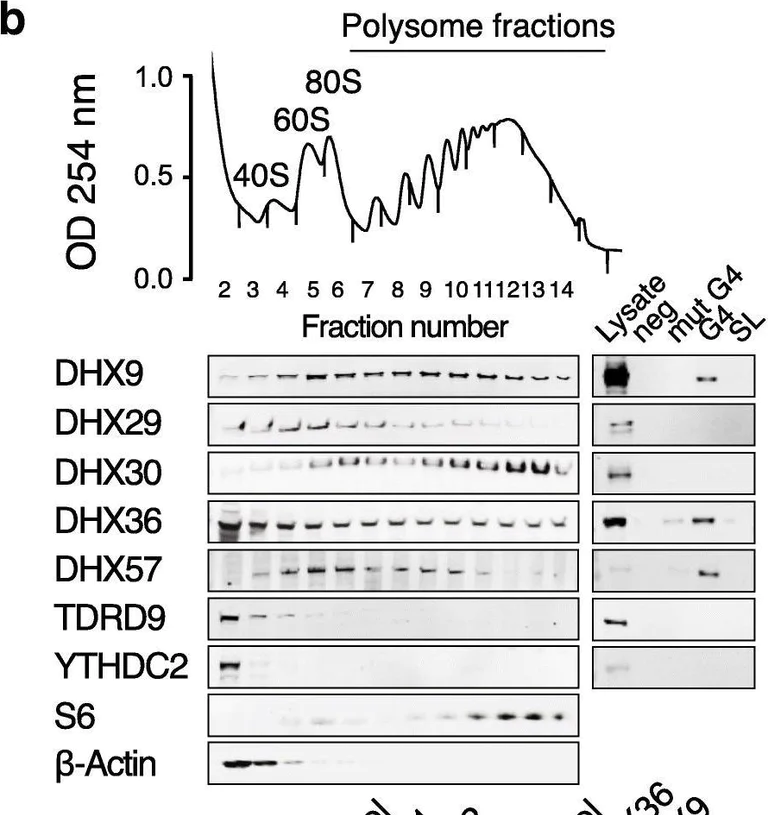 Western blot - Anti-DHX30 antibody (AB85687)