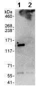Immunoprecipitation - Anti-DHX30 antibody (AB85754)