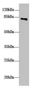 Western blot - Anti-DHX32 antibody (AB235100)