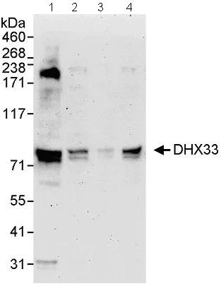 Western blot - Anti-DHX33 antibody (AB72451)