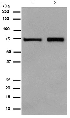 Western blot - Anti-DHX33 antibody [EPR14093] - BSA and Azide free (AB250571), expandable thumbnail