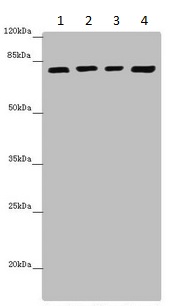 Western blot - Anti-DHX35 antibody (AB235366)