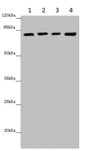 Western blot - Anti-DHX35 antibody (AB235366)
