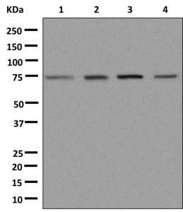 Western blot - Anti-DHX35 antibody [EPR12383] - BSA and Azide free (AB250087)