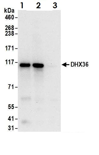 Immunoprecipitation - Anti-DHX36 antibody (AB70269)