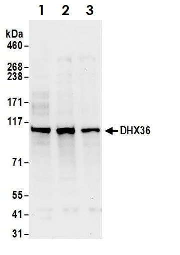 Western blot - Anti-DHX36 antibody (AB70269)