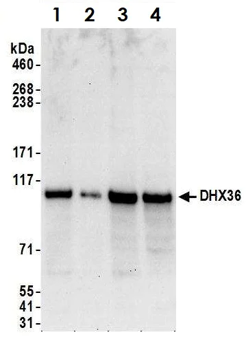 Western blot - Anti-DHX36 antibody (AB70269)