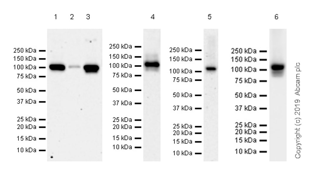 Western blot - Anti-DHX36 antibody [EPR20868-12] (AB223564), expandable thumbnail