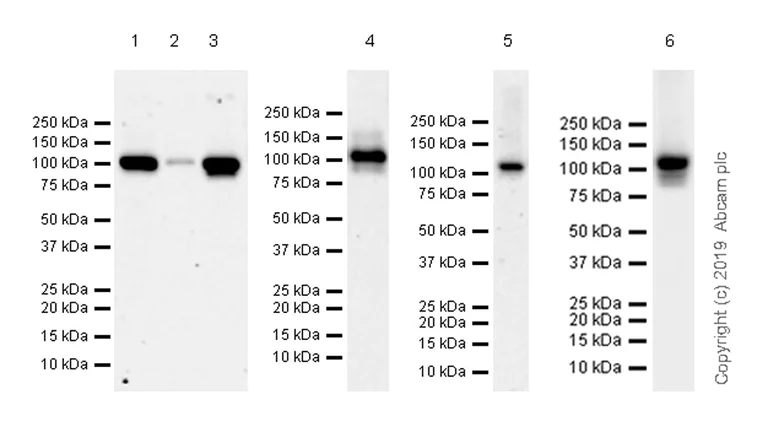 Western blot - Anti-DHX36 antibody [EPR20868-12] (AB223564)